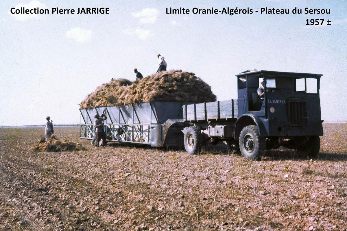 Culture Burdeau - 37.jpg - Burdeau - Lentilles - Ramassage - Camion Crossley transport d'avipons